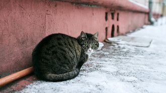 Un gatto tigrato di razza europea comune 