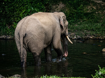 Dans la moiteur silencieuse du Kerala, un éléphant s’avance dans l’eau noire de la nuit, image paisible d’un voyage qui devait l’être tout autant, avant que tout ne bascule