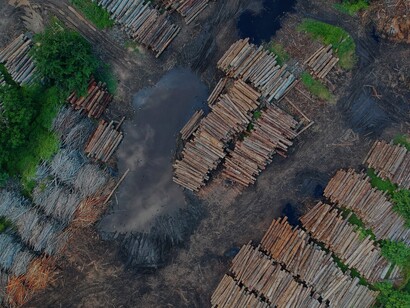 A extração de madeira ilegal continua ameaçando a biodiversidade e contribuindo para o desequilíbrio ambiental