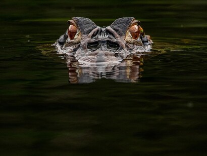 El caimán negro o jacaré negro, única especie de melanosuco (Melanosuchus) viva. Presenta un característico color negro y habita en la Amazonía. Parque nacional del Manu, Perú