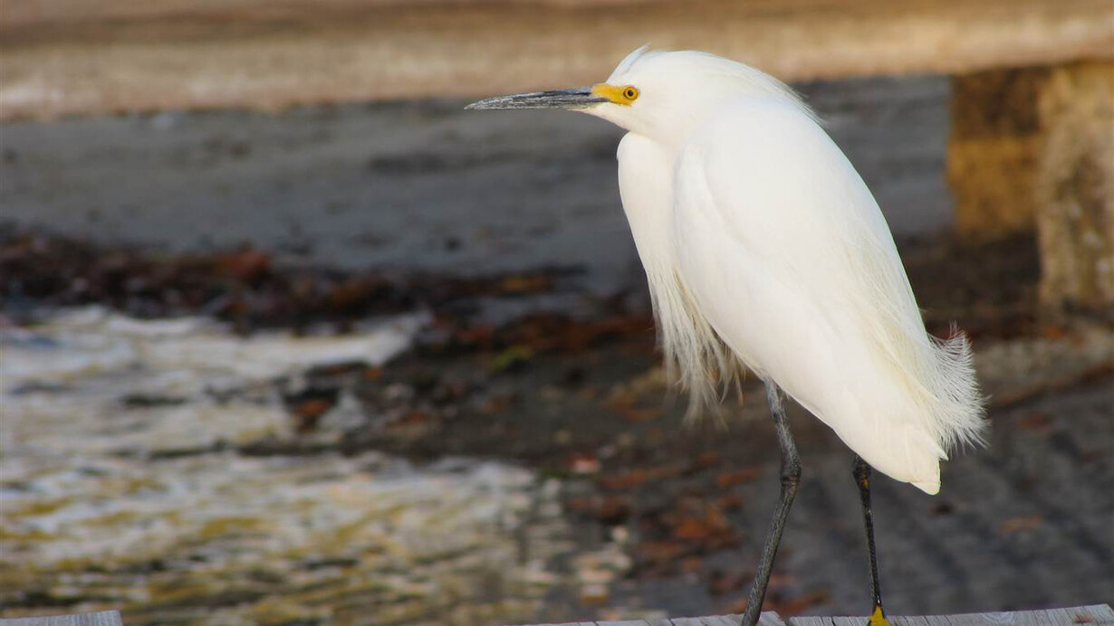 Lisa O'Brien, Snowy Egret, Photography on Canvas, 16" x 16"