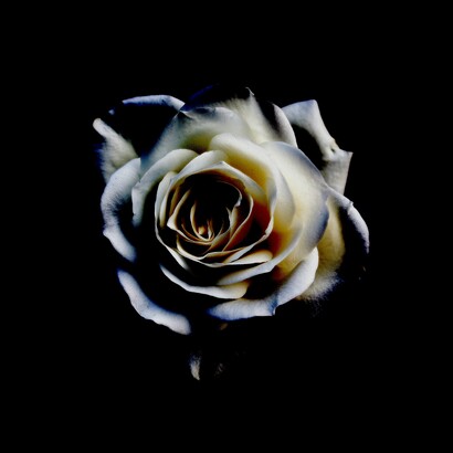 Rosa blanca, rosa negra