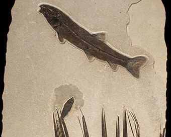 Fossils in Focus. Courtesy of Royal Tyrrell Museum