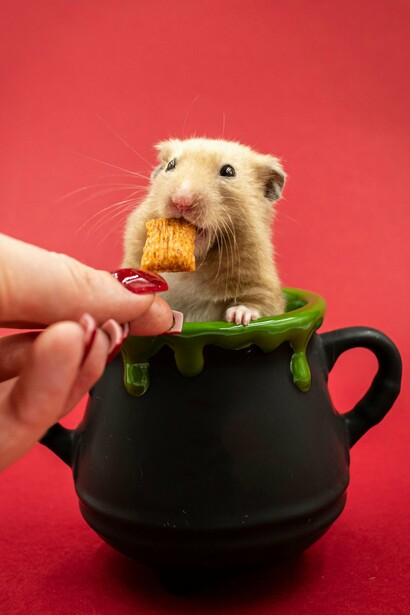 Um hamster é alimentado dentro de um pequeno caldeirão improvisado. Diante de recompensas mínimas e rotinas repetitivas, há engrenagens que aprendemos a chamar de propósito. Há quem passe a vida inteira correndo sem perceber quem controla a roda