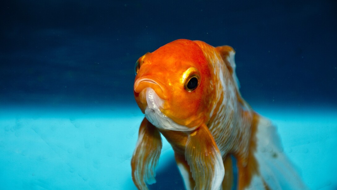 Vivi come un pesce rosso?