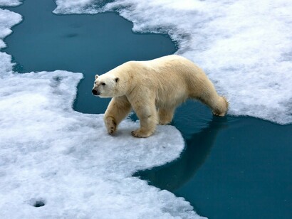 Un oso polar sufre las consecuencias del cambio climático