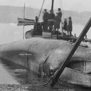 Tacita Dean, The story of Minke the whale, 2001, from The russian ending. Courtesy of Fotomuseum Winterthur