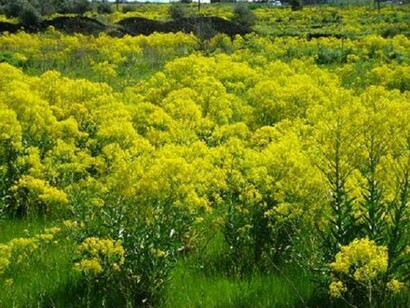 Campi spontanei di Isatis tinctoria  
