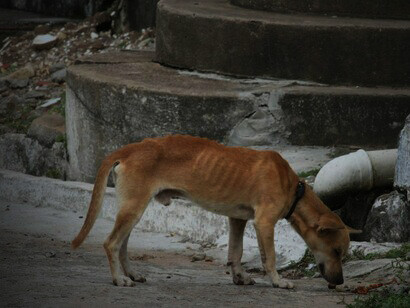 Abandonado, este cão exibe as marcas da fome a que foi forçado