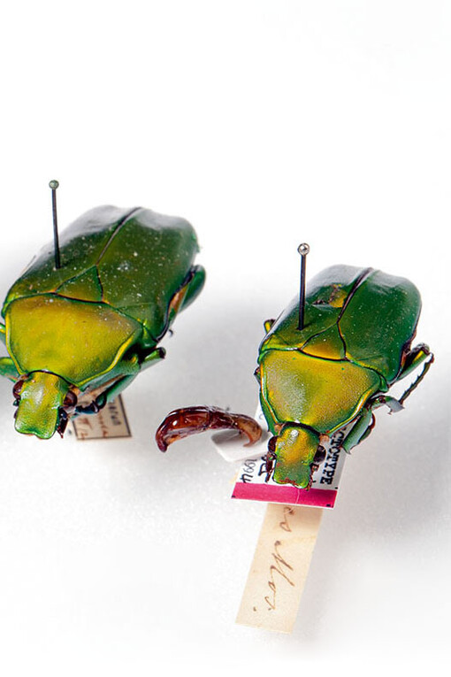 Käfer und Fächerflügler. Courtesy of Museum für Naturkunde