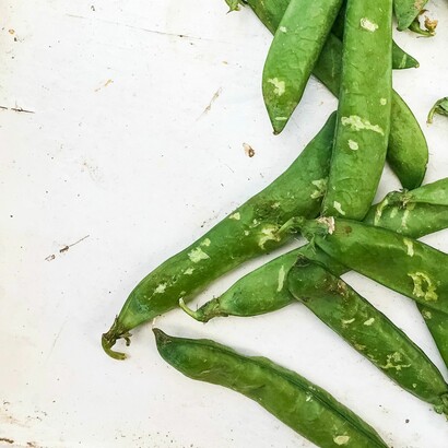 Mendel inició sus experimentos eligiendo dos plantas de guisantes que diferían en un carácte