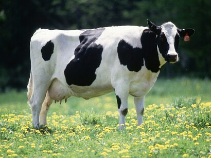 In general, the taste of cheese depends on milk the final product made of