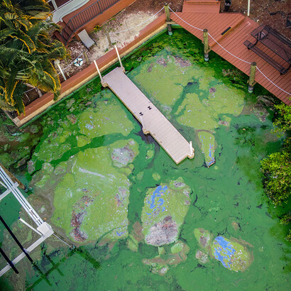 Toxic Algae. Courtesy of Florida Museum of Natural History