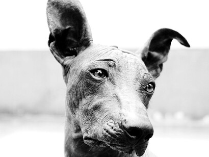 Su piel requiere cuidados especiales, como hidratación y protección solar, pero también lo convierte en una excelente compañía para personas con alergia al pelo de los animales
