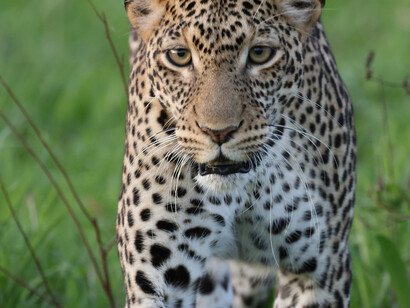 Leopard, Tsavo West National Park (c) Gehan de Silva Wijeyeratne 