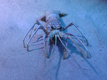 Atlantic Indo Pacific. Courtesy of Grigore Antipa National Museum of Natural History