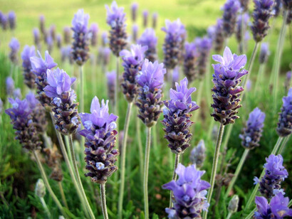 Lavanda in fiore