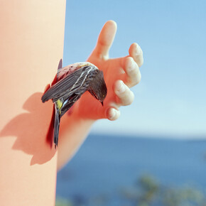 Ivory Gate, 2013. Yellow-Rumped warbler. Manomet, Massachusetts, Archival pigment print, 24 x 30 inches
Edition of 5, 2APs
