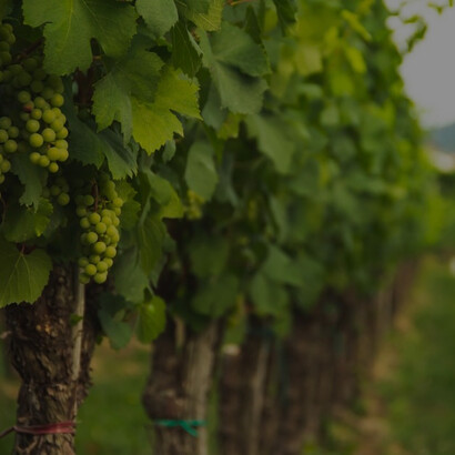 Explore the artistry of crafting fine wines, from vine to bottle, amidst lush grape-laden landscapes