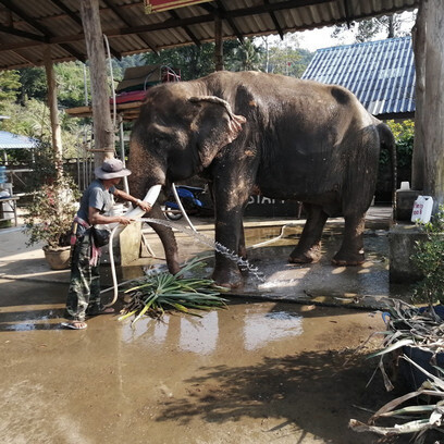 Elefante lavato dal suo tutore, detto mahout, a Kai Bae