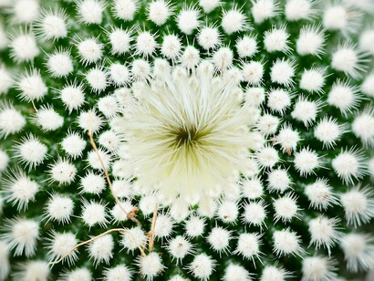 In un mondo complesso, la diversità e la varietà sono la nostra forza, la nostra speranza per un futuro sostenibile e armonioso