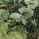 Franz Gertsch. Courtesy of Museum Franz Gertsch