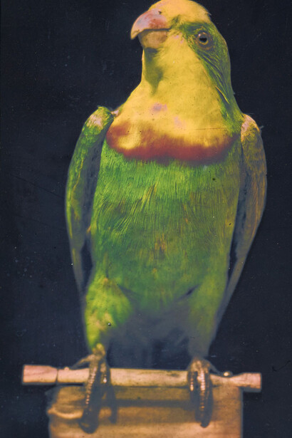 True colors. Color in photography from 1849 to 1955, artwork in exhibition. Courtesy of Albertina Museum