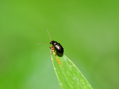 No longer a cockroach flasher,
my humanity is redeemed 