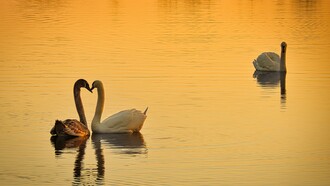 Affection