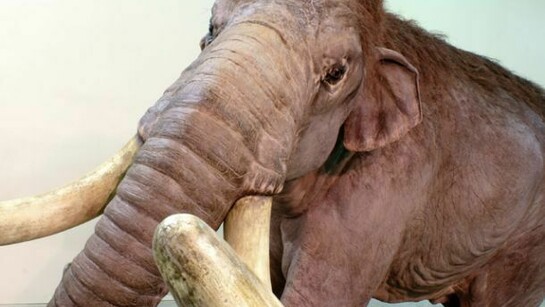 Going on display is a full-scale replica of an impressive Columbian mammoth, which would have stood around 4 metres tall, © Blue Rhino Studio