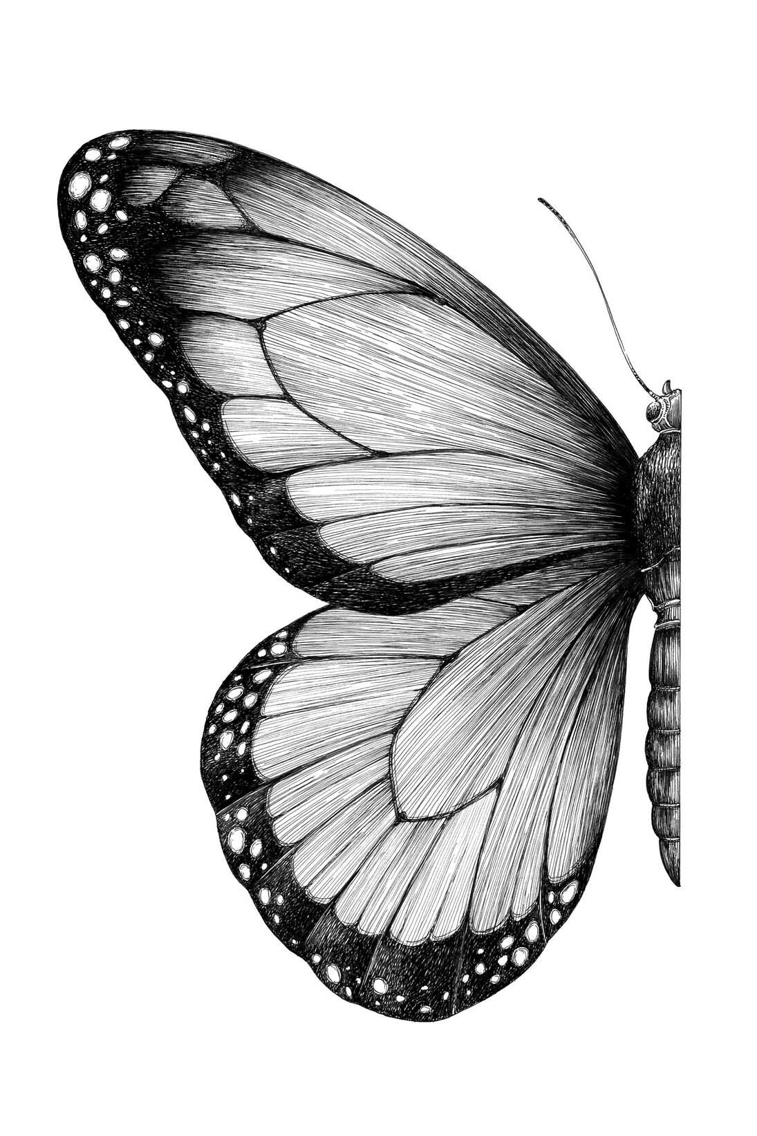 Otto D’Ambra, half beauty