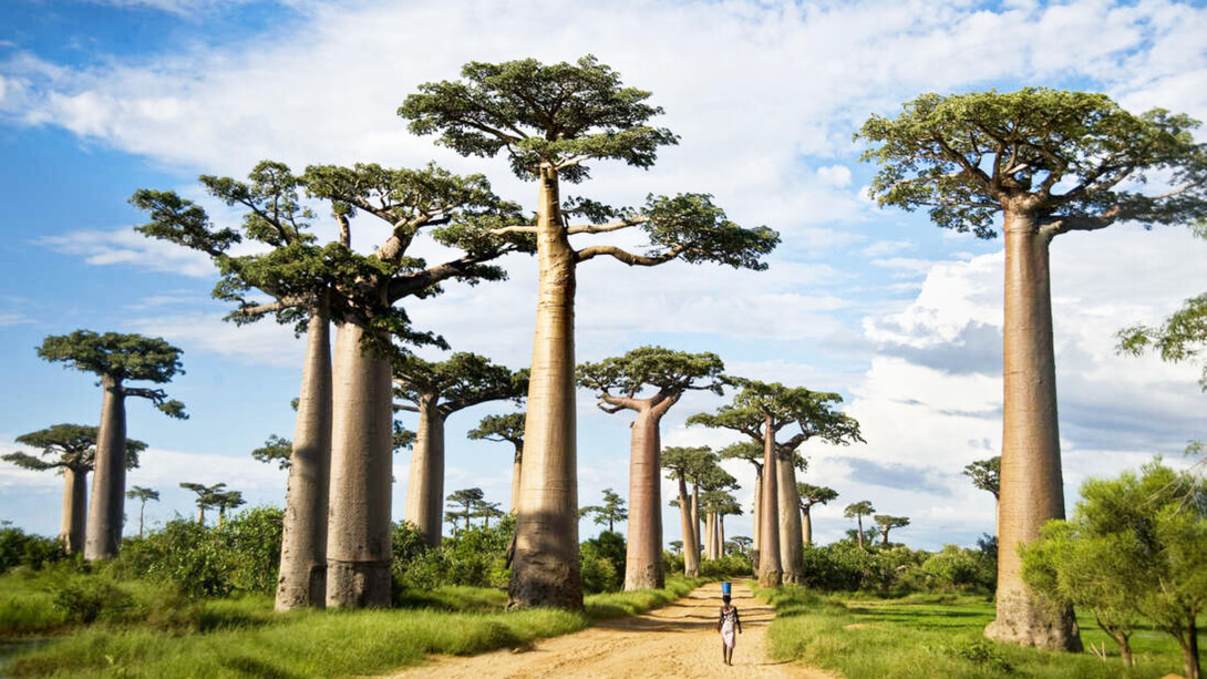 Baobab trees along a dirt road called the Avenue of the Baobabs in Morondava, Madagascar. They may live for 5,000 years