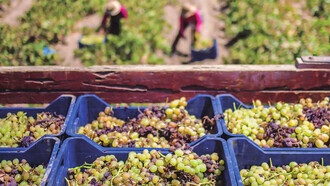 Recolectores de uvas en Ica, Perú