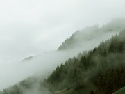 Foggy forest, Great Britain