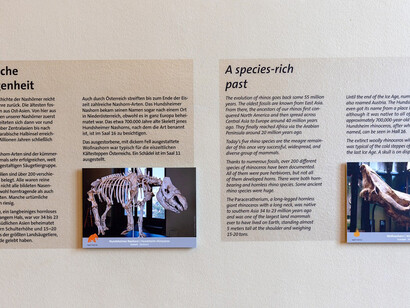 Verfrachtet, ausstellungsansicht. Mit freundlicher genehmigung des Naturhistorischen Museums Wien