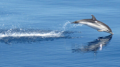 Una Stenella nel Santuario dei Cetacei in Toscana