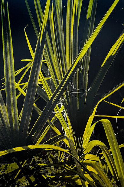 Ann Stautberg, 1-17-22 (detail), 2022. Oil on archival printed canvas, 69 x 57 in. Courtesy of Barry Whistler Gallery