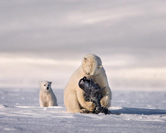 Canada Goose Arctic Gallery. Courtesy of Canadian Museum of Nature