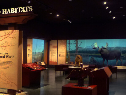 New England Habitats. Courtesy of Museum of Science