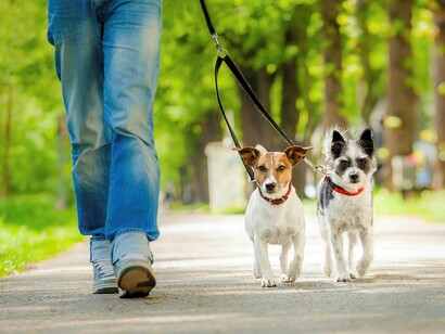 Paseando a los perros en el parque