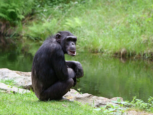 In macaques and chimpanzees homosexuality is widespread at different age levels