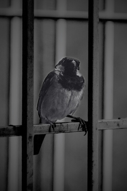 Prisonnier de ses erreurs, l’oiseau ne parvient pas à s’envoler : Greenwood retenu par les chaînes de son passé