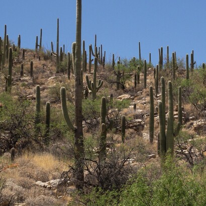 Olive e i suoi familiari attraversarono altopiani rocciosi e aree aride, dove la fame e la siccità mettevano a dura prova la sopravvivenza