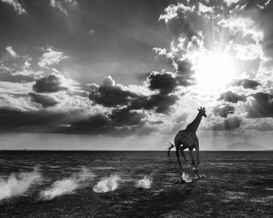 David Yarrow. Courtesy of Maddox Gallery