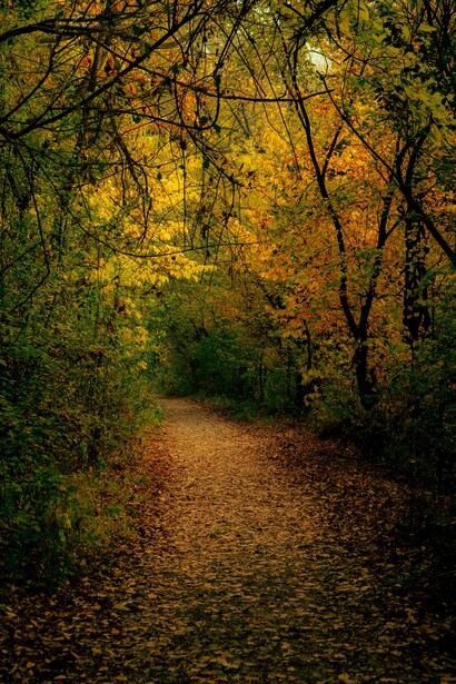 An autumn pathway winding through a lush forest, a quiet trail leading deeper into the wood