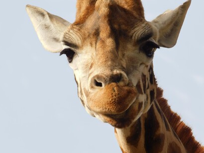 Le giraffe sono scomparse da ben nove Paesi africani e dal momento che erano una ventina i Paesi in cui erano presenti
