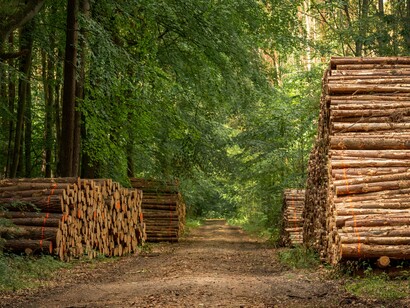 Cut logs lining a forest track, symbolizing the tension between economic development and environmental protection in Brazil