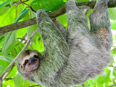 Sloth hanging