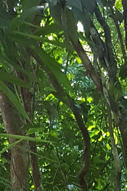 Bosque tropical en la isla de Mindanao, Filipinas