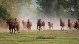 Ecological Ranching in California
